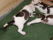 Bild 21