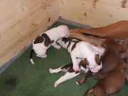 Bild 22