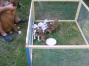 Bild 41